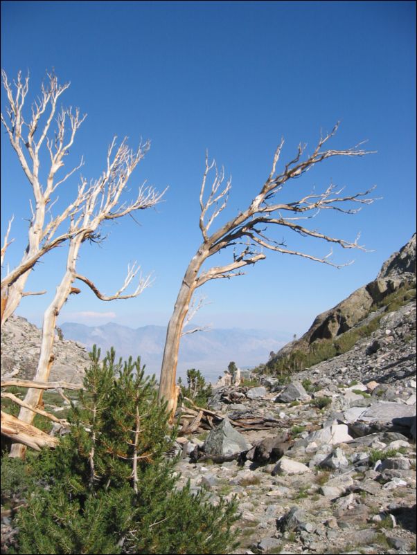 2005-08-13 Kearsarge Pinnacles (68) Dead Trees